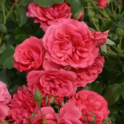 Germania, 1977 - Trandafiri - Rosarium Uetersen® - 